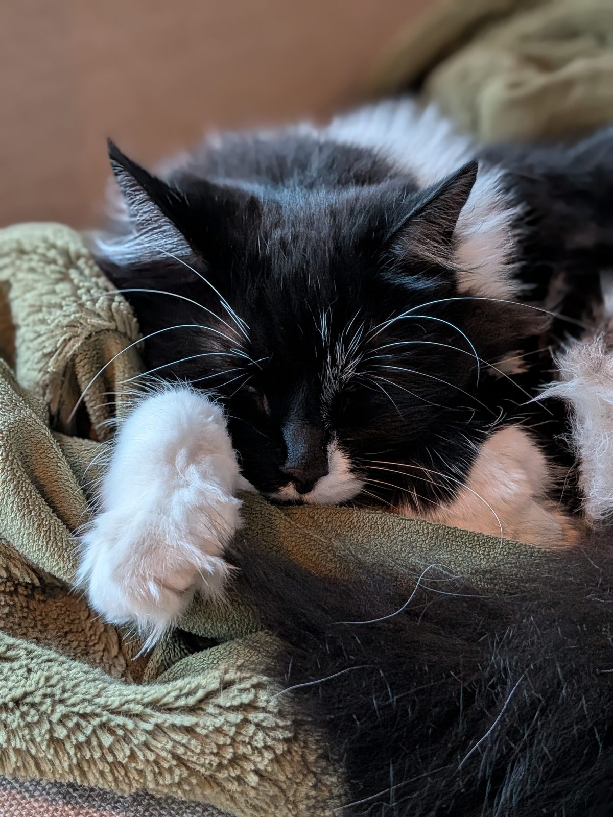 Martha curled in a woven basket, fluffy tail tucked in.