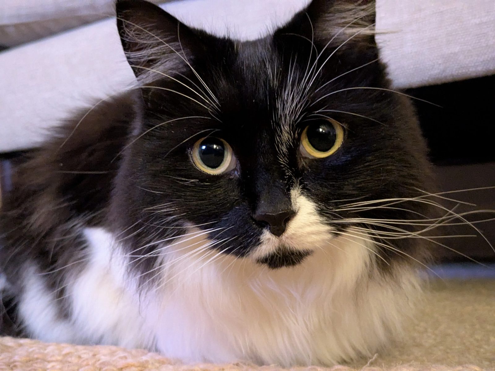Martha, a black and white tuxedo cat with enormous yellow-green eyes, looking directly at the camera.